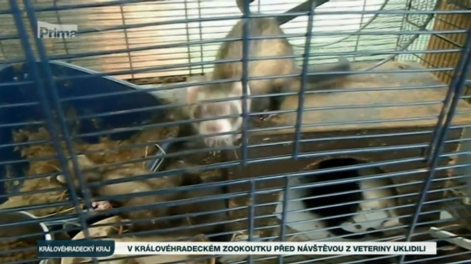 7. 8. 2017 ZPRÁVY: V královéhradeckém zookoutku před návštěvou z veteriny uklidili